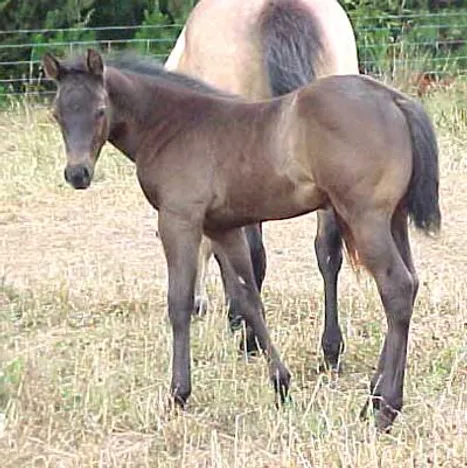 2005 Filly Foal