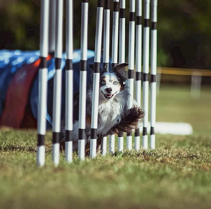 Miniature American Shepherd Dog Agility