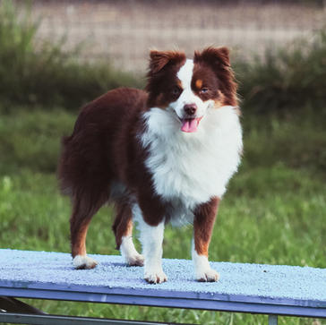 Cowboy's Little Sundance