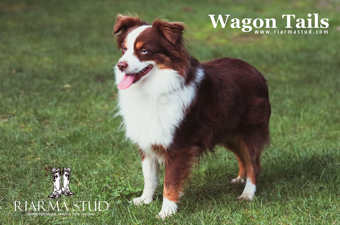 Riarma Stud Wagon Tails