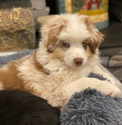 leroy brown_edited.jpg