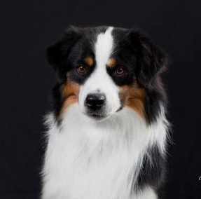 Alta Stylin In My Jaquar