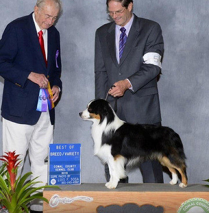 Alta Stylin In My Jaguar Wagon Tails NZ