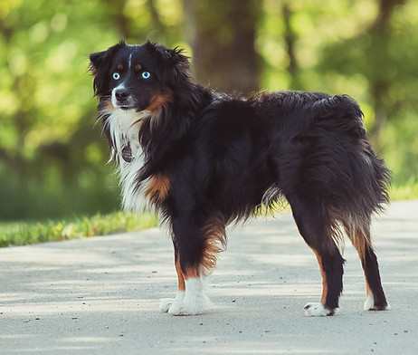 Wagon Tails Miniature American Shepherd