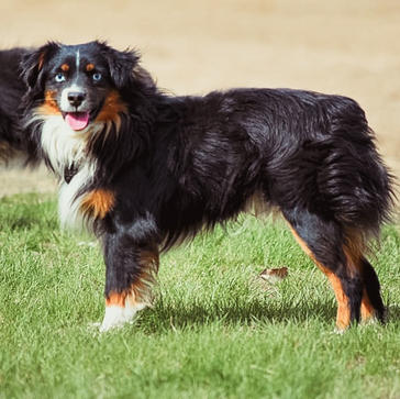 Beckers King of Hearts