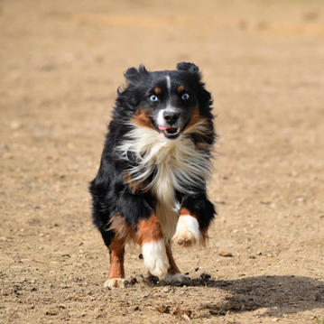 107538758_168384871392781_73379690920779