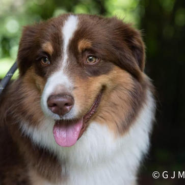 Pleasant Woods Shawnee Bear