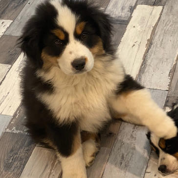 Wagon Tails Dreams Come True