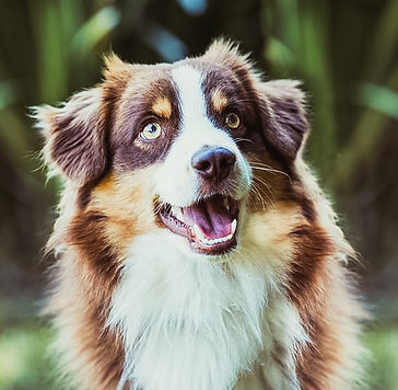 Gravatts Dakota Sunrise