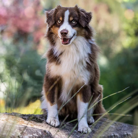 86192533_116929203205015_197197384671821