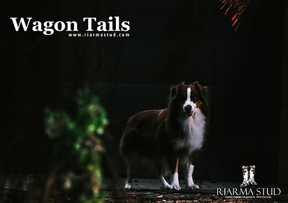 Wagon Tails Gravatts Dakota Sunrise