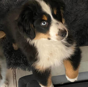 Wagon Tails My Superstar