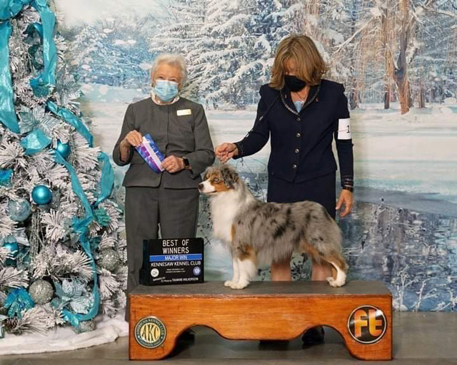 Wagon Tails Miniature American Shepherd