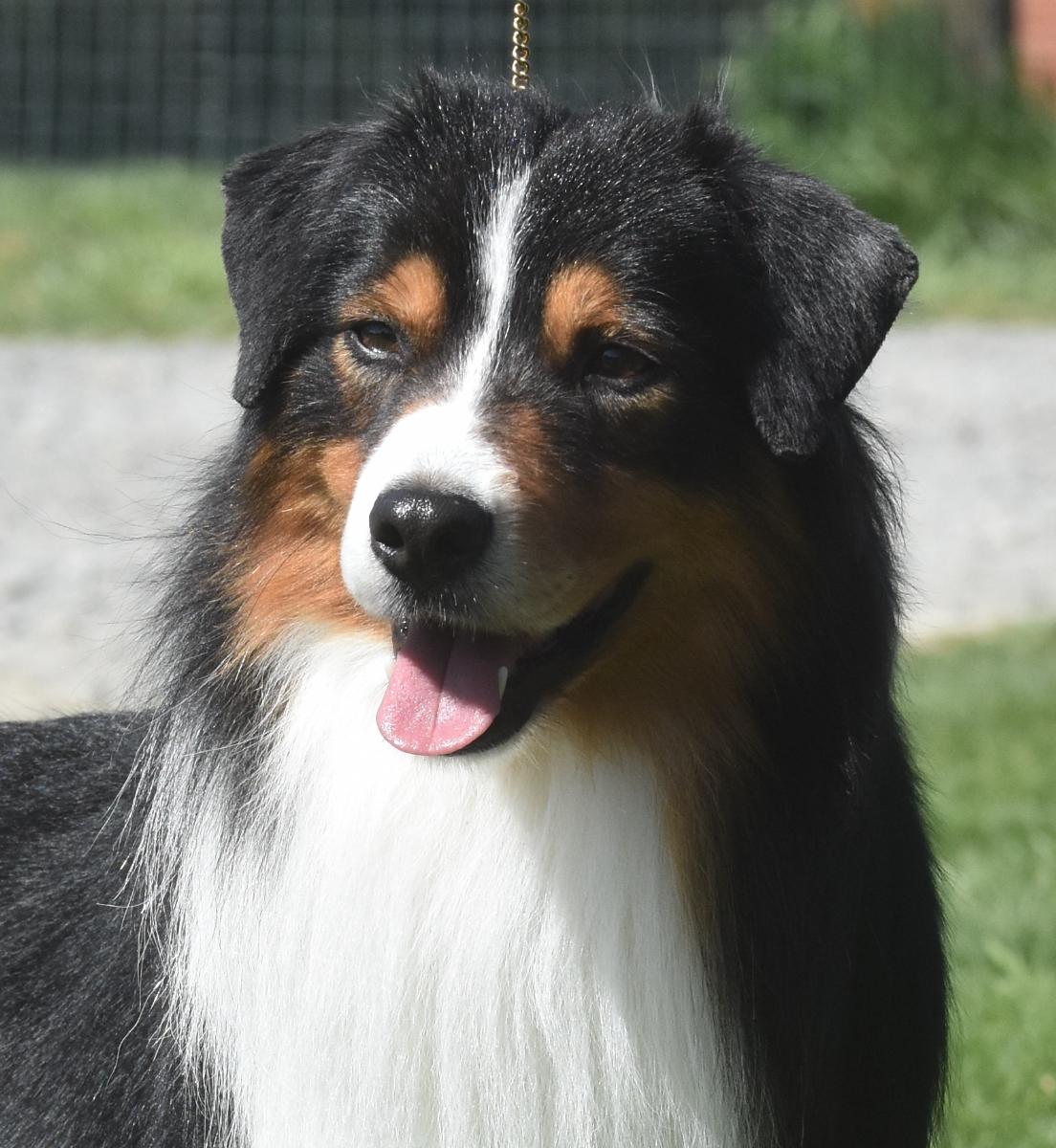 Abington Open Range "Buddy"