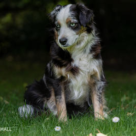 Wagon Tails Sapphire and Hearts