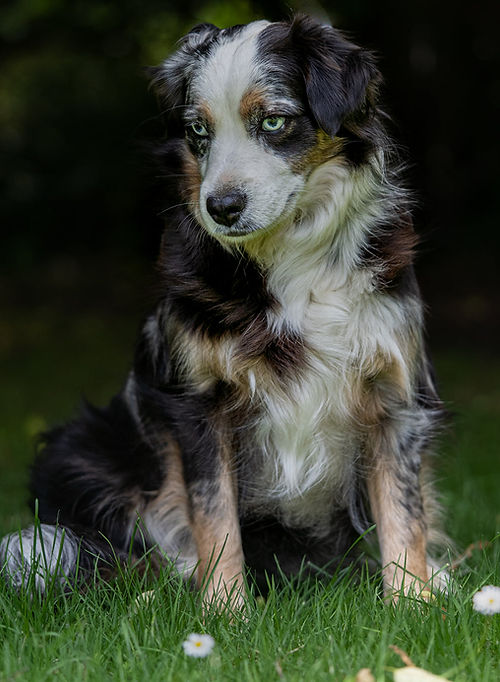 Wagon Tails Sapphire and Hearts