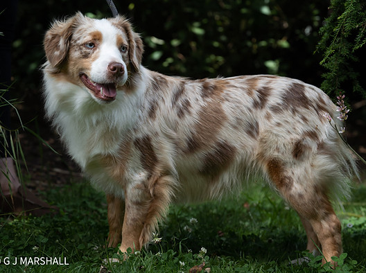 Wagon Tails Alta Pia Primrose