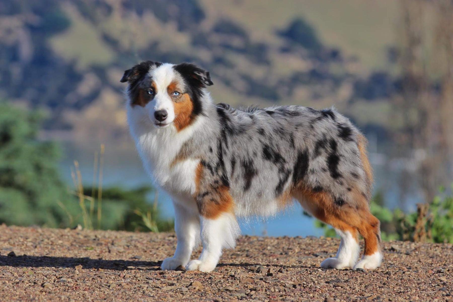 Morningstars Moonlight on this Magic Moment