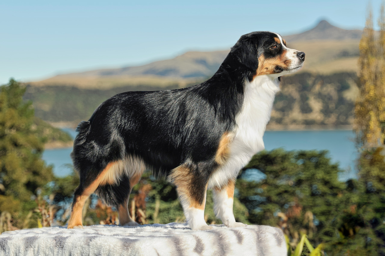 Dolly Diamond Sixtus