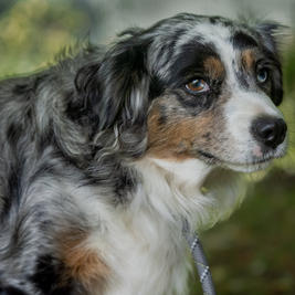 Wagon Tails Hearts Journey