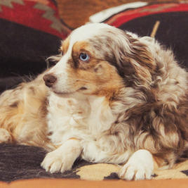 Best Little Lipstick Stain