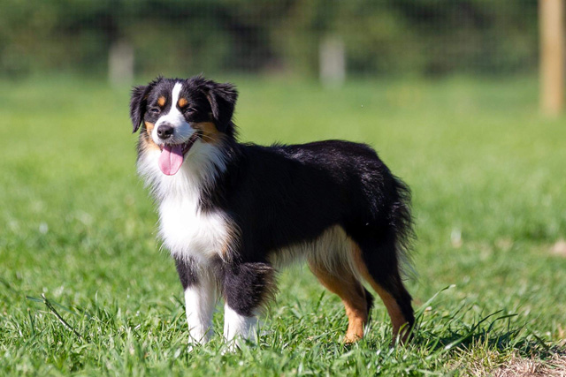 Wagon Tails Miniature American Shepherd