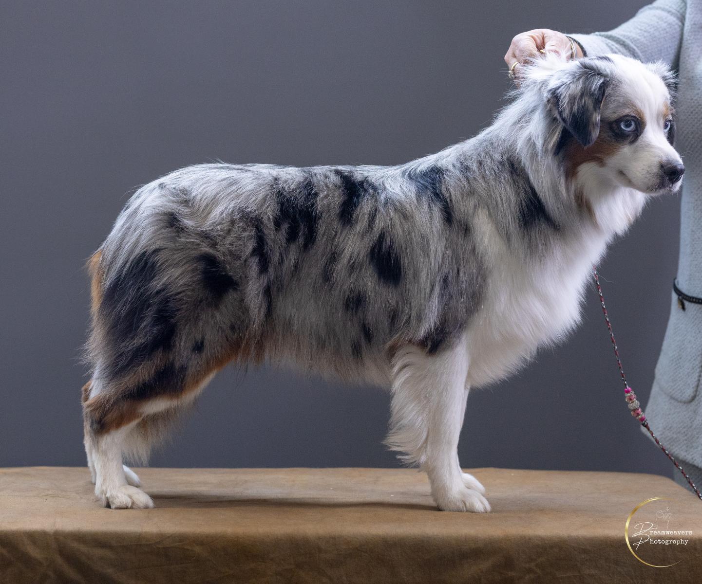 Wagontails Blue Sk'eyes