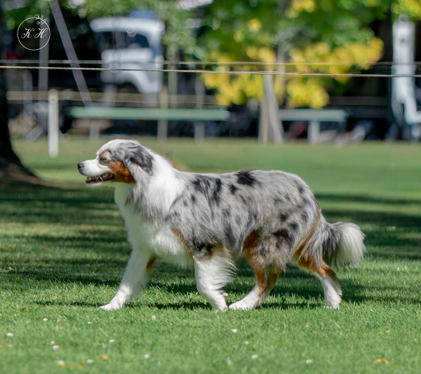 Wagontails Blue Sk'eyes