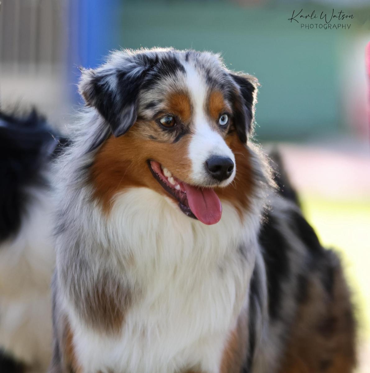 WAGONTAILS MOONLIGHT