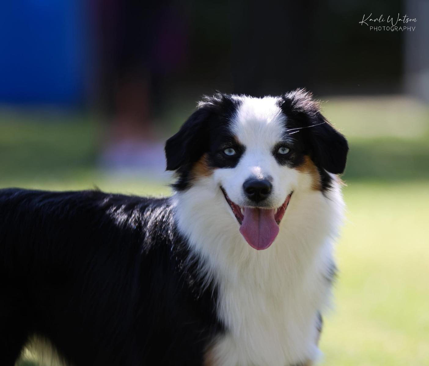 WAGONTAILS SMOKIN HOT CHIC