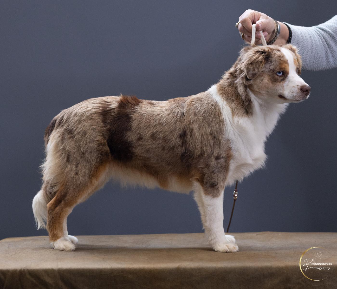 WAGONTAILS VERY STYLIE DN 01698-2025