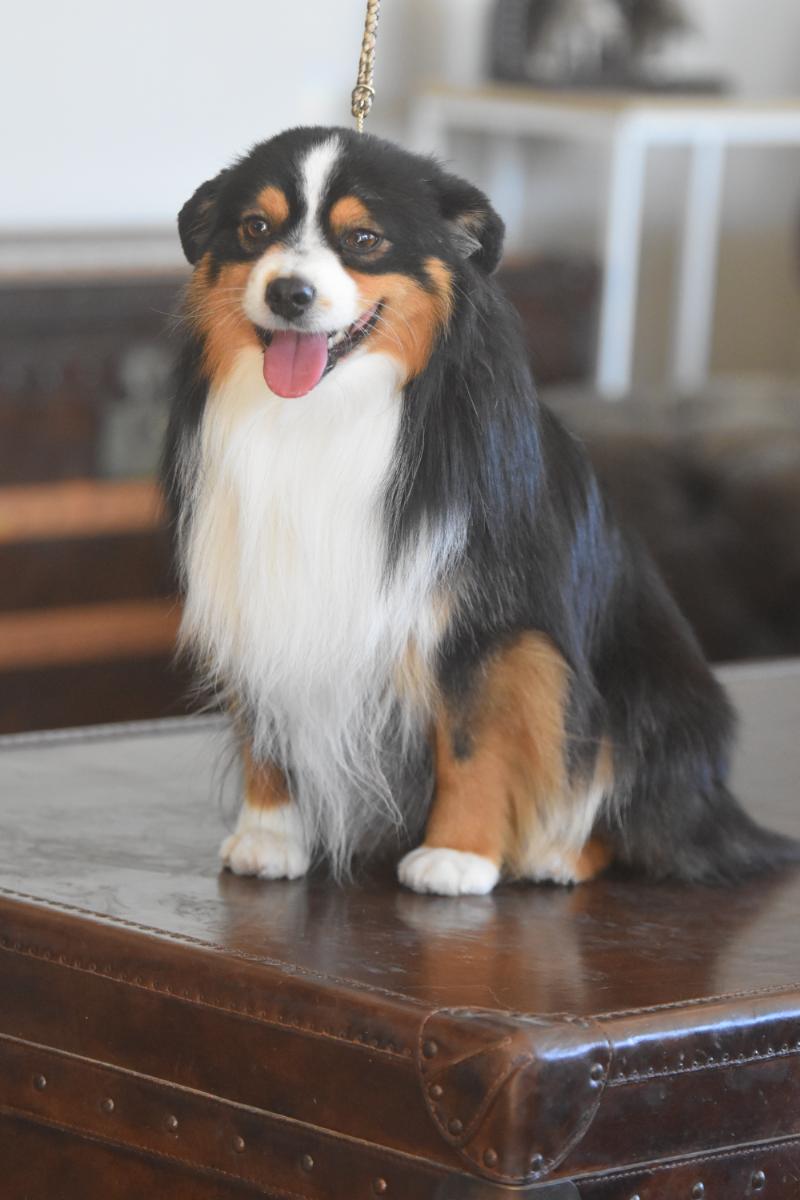 TRAILS END PEAK PERFORMANCE (USA DN 66877501)