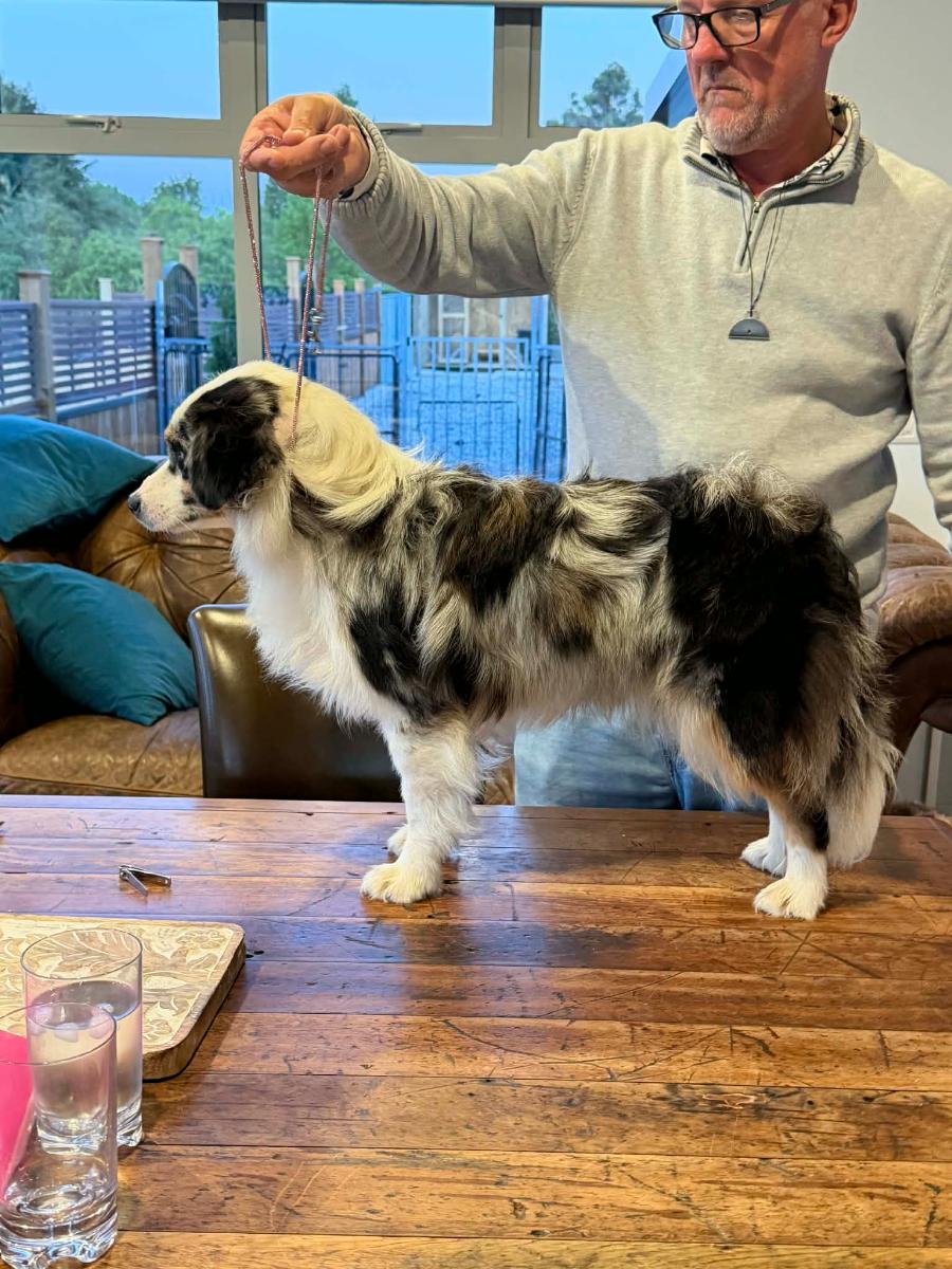 BOARGULLY STYLISH PRINCESS AT WAGONTAILS (IMP AUSTRALIA 3100488487