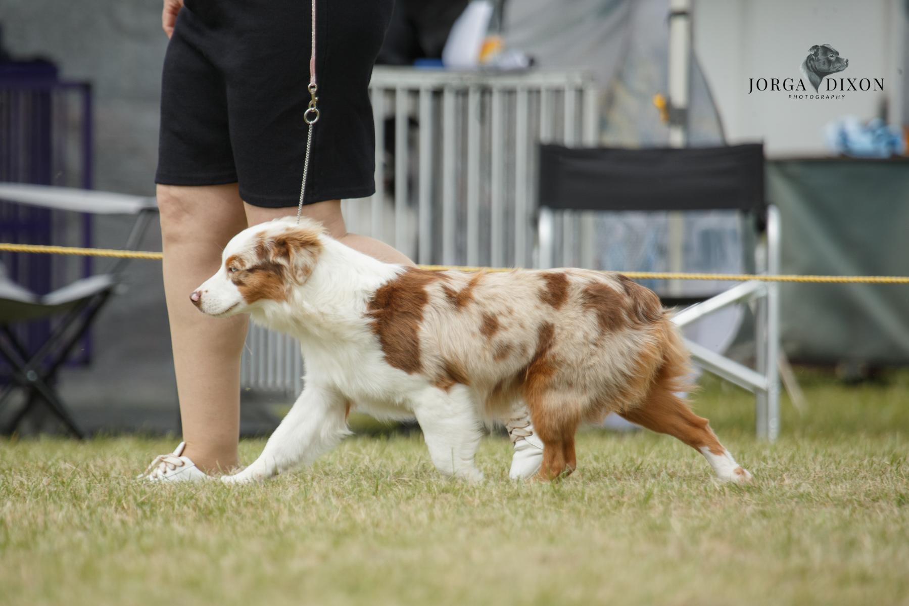 WagonTails Bobbi Jean - Natural Bobtail girl