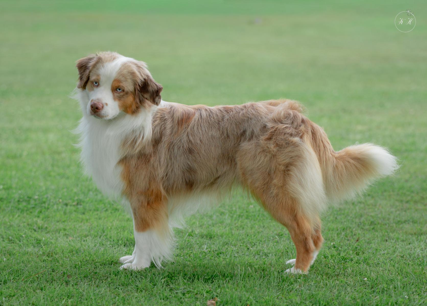 WagonTails WillBe Good 00934-2024